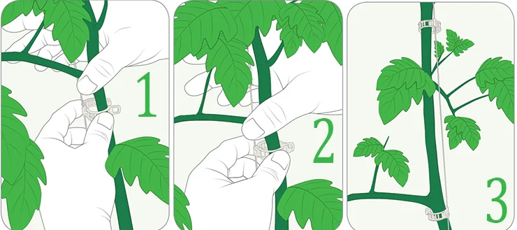 Bitki klipslərin istifadəsi