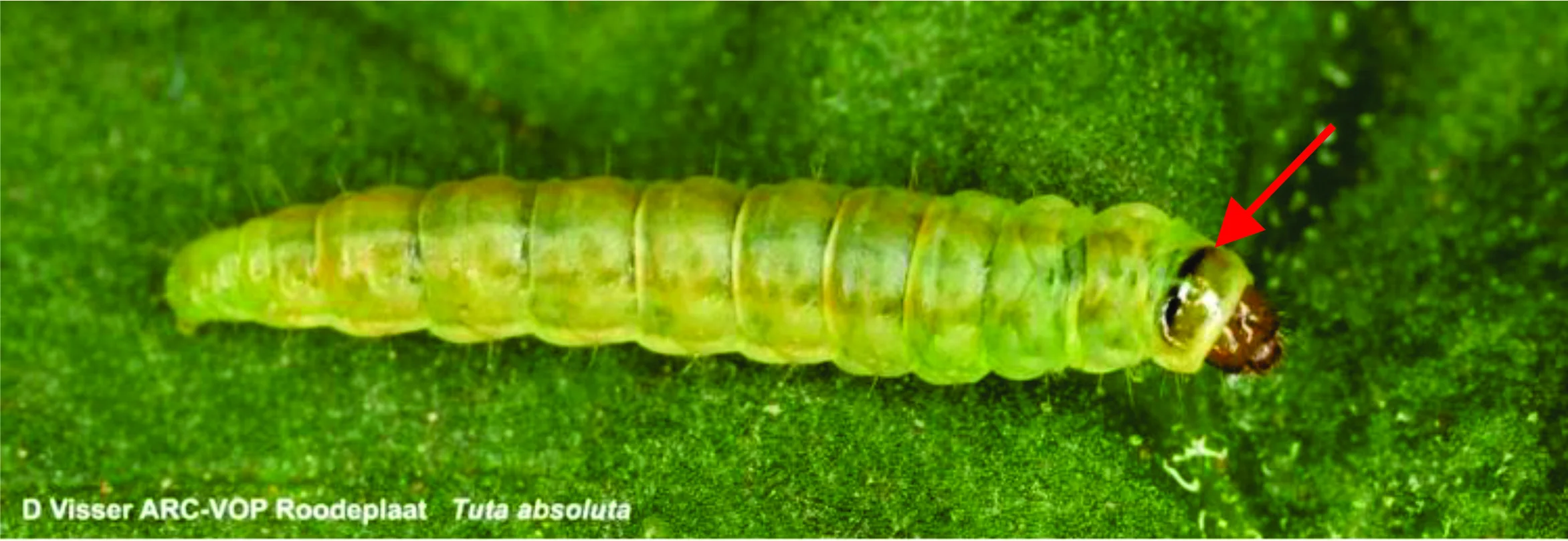 Tuta Absoluta larva