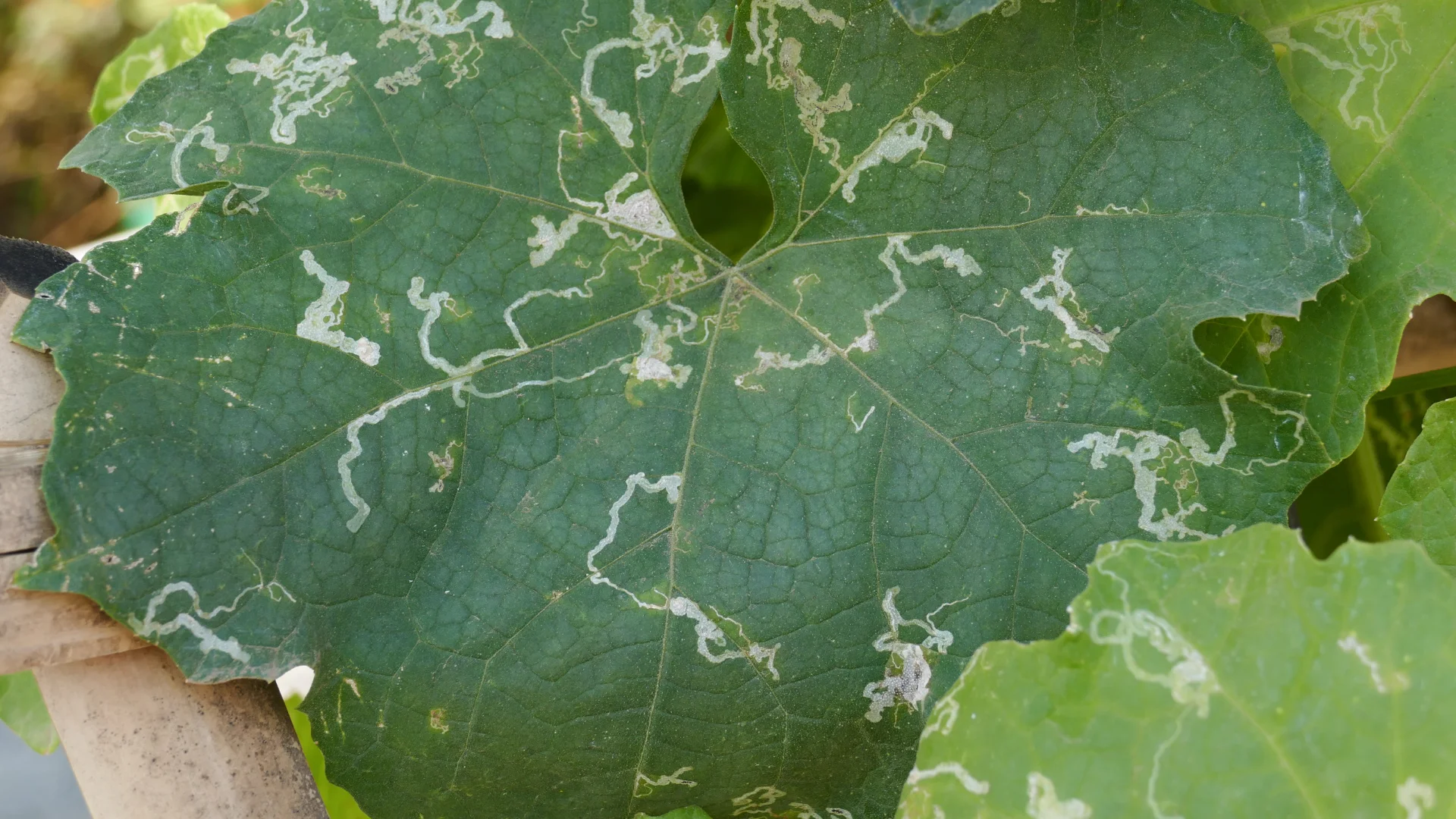 Bitki yarpaqlarında zərərlər