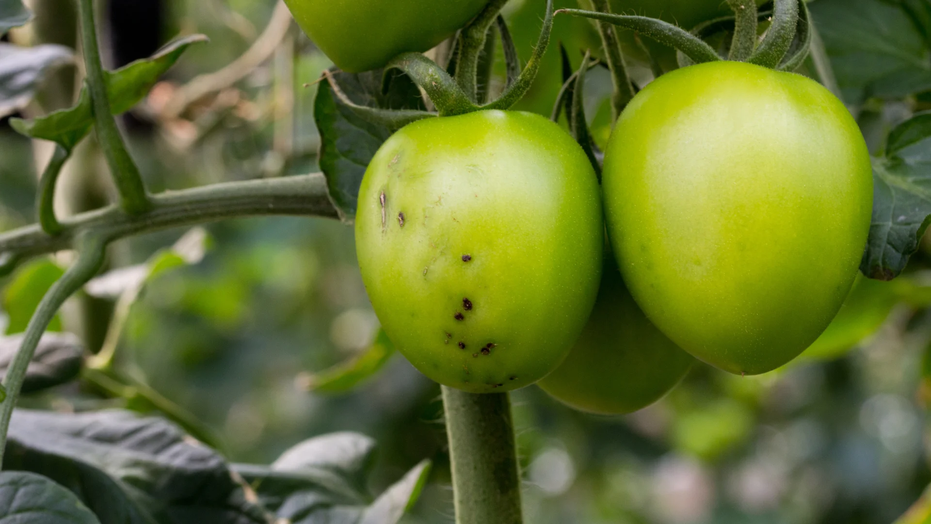 Pomidor güvəsinin zərərləri