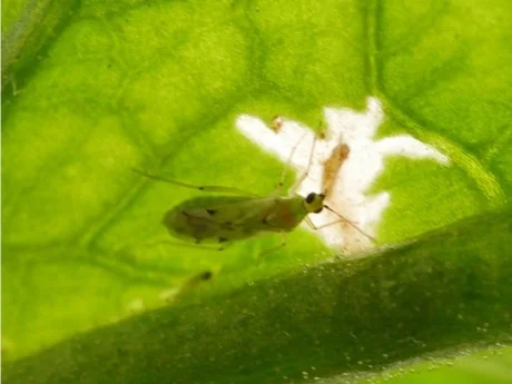 Tuta absoluta yetişkin forma